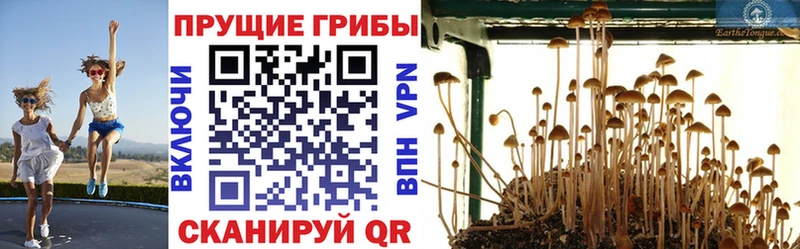 магазин продажи наркотиков  Ноябрьск  Псилоцибиновые грибы Psilocybine cubensis 